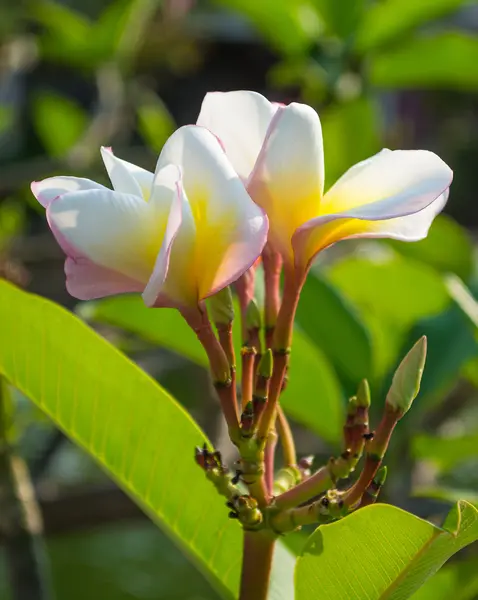 Vita vackra plumeria — Stockfoto