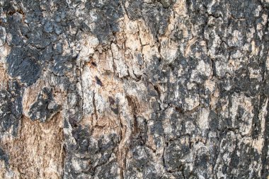 Kahverengi ahşap kabuk deseni