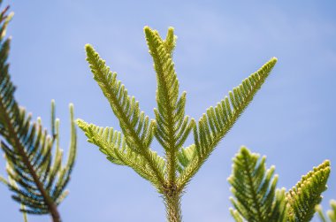Palmiye yaprakları ve mavi gökyüzü