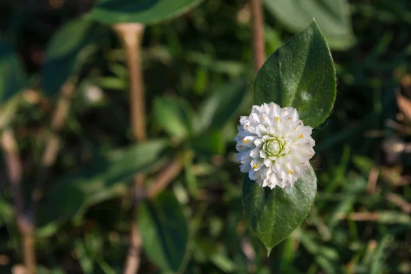 Macro fiore bianco — Foto Stock