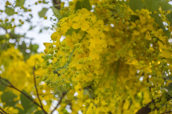 Yellow golden shower — Stock Photo, Image