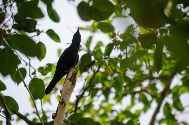 Asya parlak sığırcık