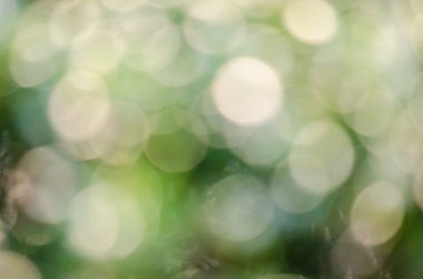 Bir ağacın parlak bokeh