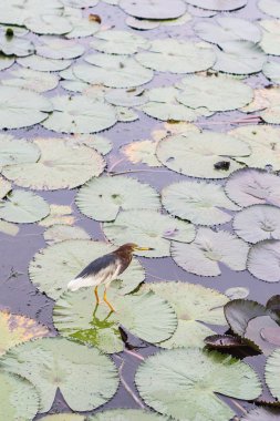 Çin pond heron Thale Noi