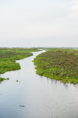 Thale Noi su kuşları rezerv
