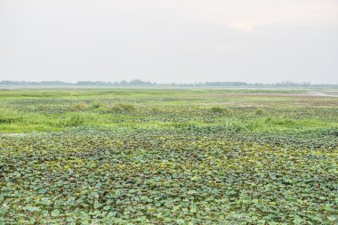 Thale Noi su kuşları rezerv