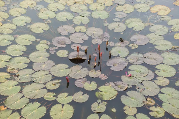 Lotus em Thale Noi Waterfowl Reserve — Fotografia de Stock