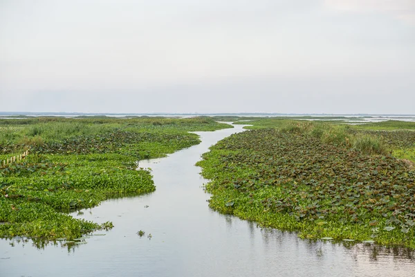 Thale Noi sjöfåglar Reserve — Stockfoto