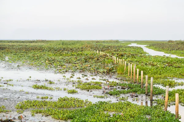 Thale Noi sjöfåglar Reserve — Stockfoto