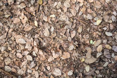 Kurutulmuş yaprakları desen