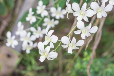 Bahçede beyaz orkide
