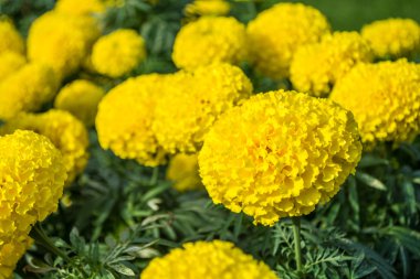 kadife çiçeği Bahçe