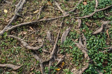 Ağaç dalları kökleri