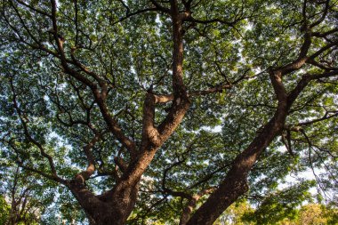 Yeşil ağaç dalları