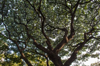 Yeşil ağaç dalları