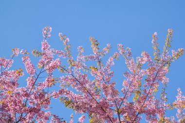Vahşi Himalaya kiraz dallar