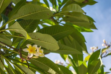 Beyaz güzel plumeria