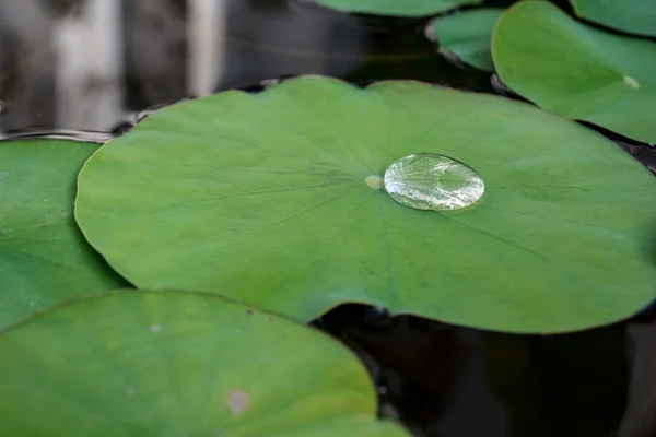 Gotas na folha — Fotografia de Stock