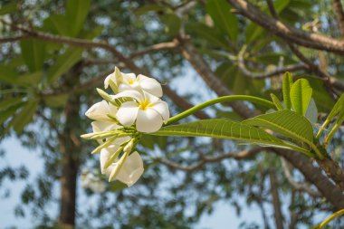 Beyaz güzel plumeria