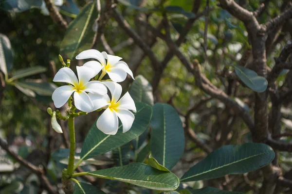 Plumeria blanca hermosa —  Fotos de Stock