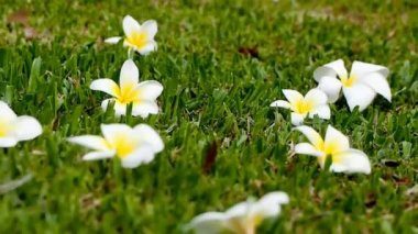 Dolly Frangipani plumeria çiçek yeşil çim zemin üzerine üzerinde