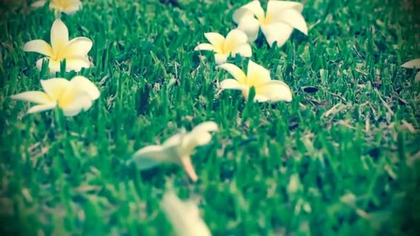 Plumeria Frangipani květina na zelené trávě pozadí — Stock video