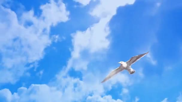 Bird fly in cloud time lapse — Stock Video