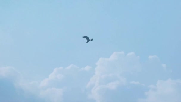 Pájaro volador en el cielo lapso de tiempo — Vídeos de Stock