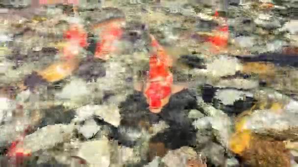 Abstract beautiful koi fish swimming under water — Stock Video