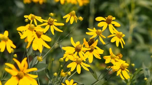 Leuchtend gelbe Rudbeckia-Blume — Stockvideo