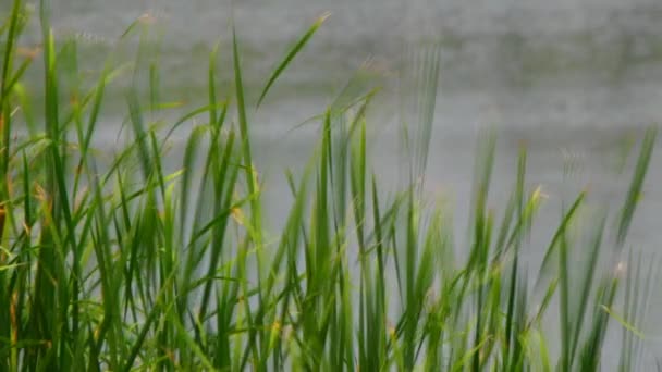 Hoja verde en movimiento fondo borroso — Vídeos de Stock