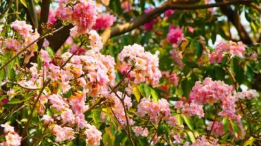 Tabebuia rosea çiçek