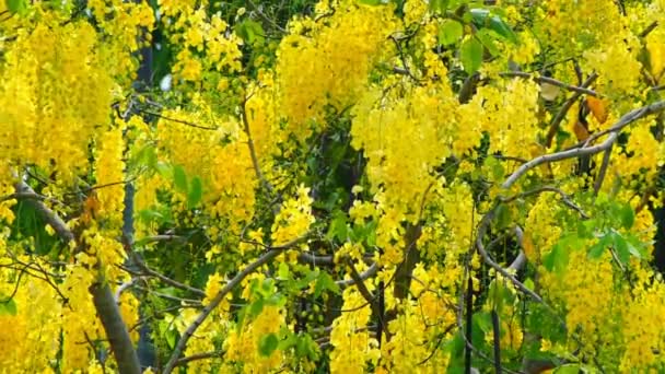 Cassia fistula flower footage background — Stock Video