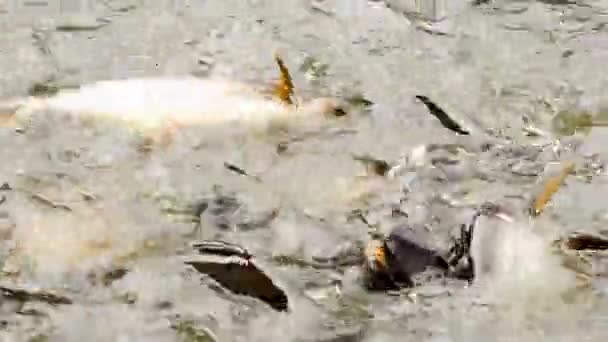 Sutchi vie de poisson-chat 