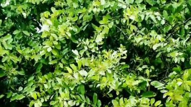 raining with green leaf