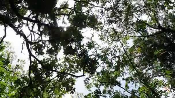 Promenade sous la forêt avec lumière du soleil 