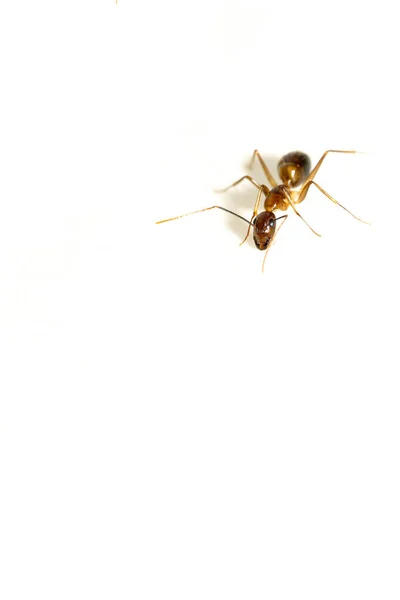 Close Macro Black Garden Ant Background — Stock Photo, Image