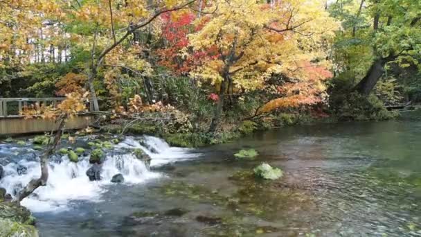 Herfst landschap creek in een herfst hout — Stockvideo