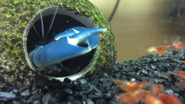 Синие раки в аквариуме — стоковое видео