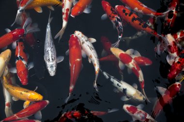 Japon koi balığı.