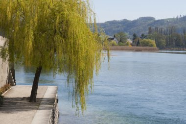 Söğüt ağacının bir nehirde Stein tarafından am Rhein, İsviçre