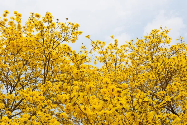 Golden Trumpet trees — Stock Photo, Image