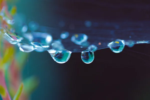 Gotas de agua en la tela de araña — Foto de Stock