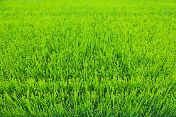 Rýžové pole plné rostoucí zelené rýže listy — Stock fotografie