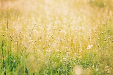 Çimenli alan uzun yaprak çimen ve kır çiçekleri