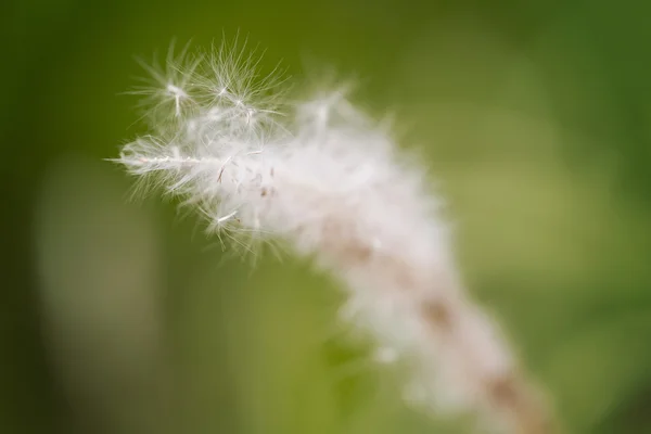 White fountain grass flower in close up — Stock Photo, Image