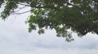 Güzel Andaman Denizi manzarası ve Karon Bakış Alanı 'nda üç koy, Phuket, Tayland