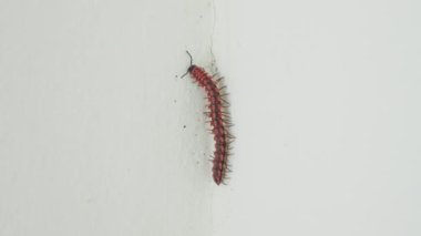 Beton zeminde ve duvarda yürüyen küçük kırmızı kırkayak