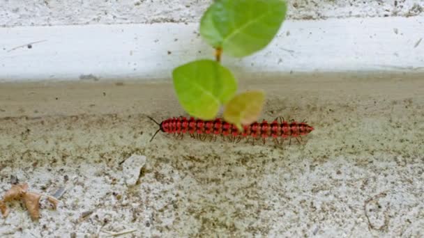 Smalll Red Millipede Walking Concrete Floor Wall — Stock video