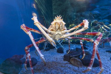 Big crab in aquarium tank clipart